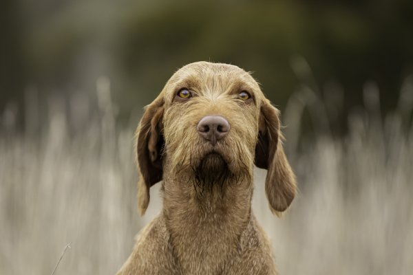 Welcome to Lasair Hungarian Vizsla