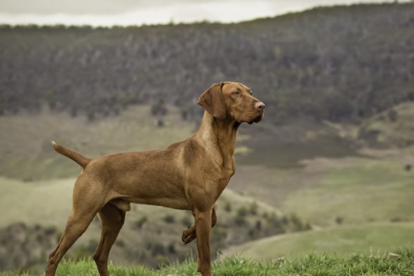 Rufus